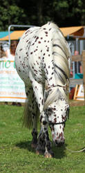 Appaloosa 1