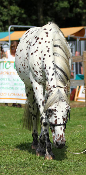 Appaloosa 1