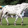 Appaloosa 3