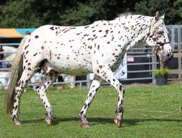 Appaloosa 3