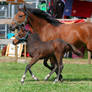 Mare and foal 2