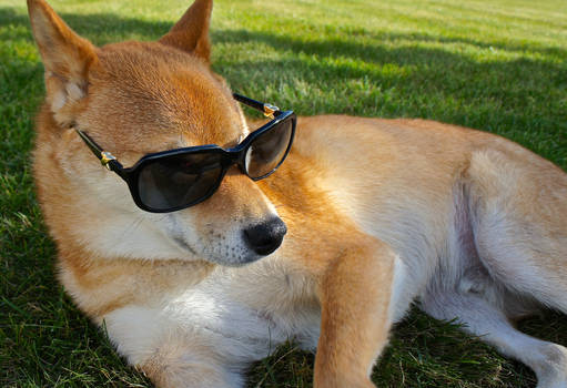 Shiba Shades