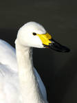 Bewick's Swan by smallsofthamish