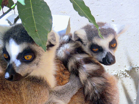 Laidback Lemurs