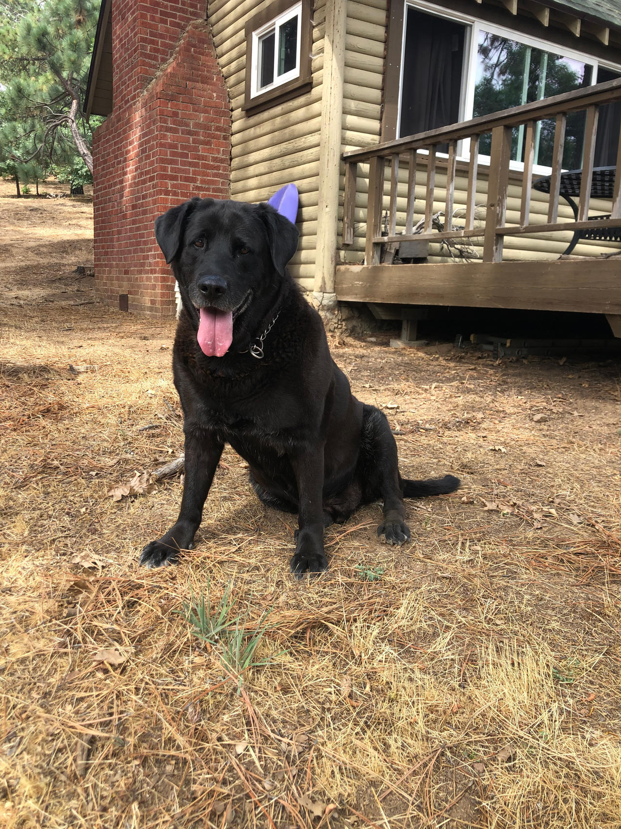 Ed Labrador Odie the Labrador Dog by LagovulpesTheGentle on DeviantArt