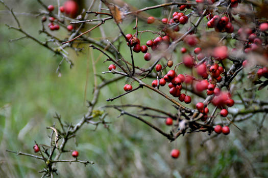 Scarlet Berries