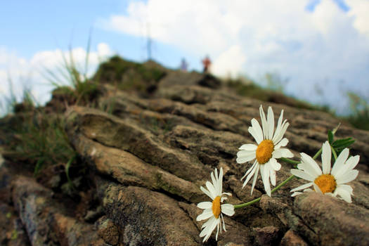 Flowers in Mountains