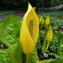 Skunk Cabbage