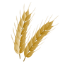 Wheat