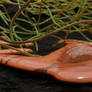Slime-mold