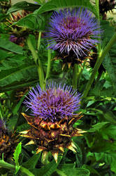 spikey flowers