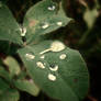 Resting Rain Drops