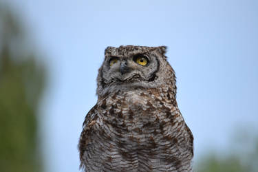 Spotted eagleowl