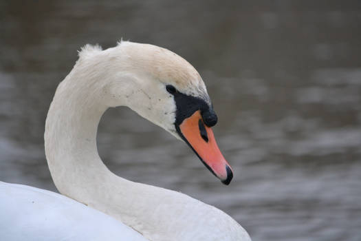 Mute swan