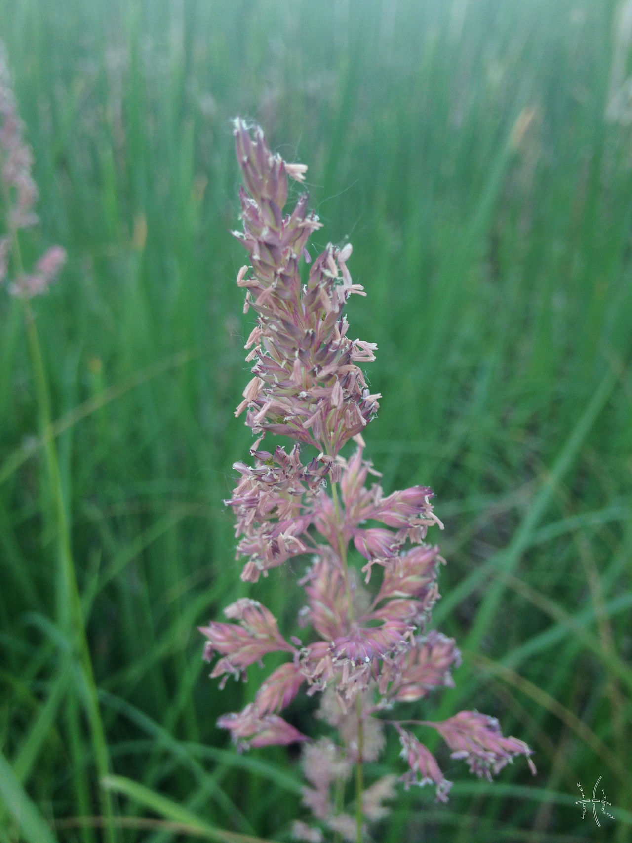 Grass Inflorescence Examples Grass Inflorescence by HLLindsay on DeviantArt