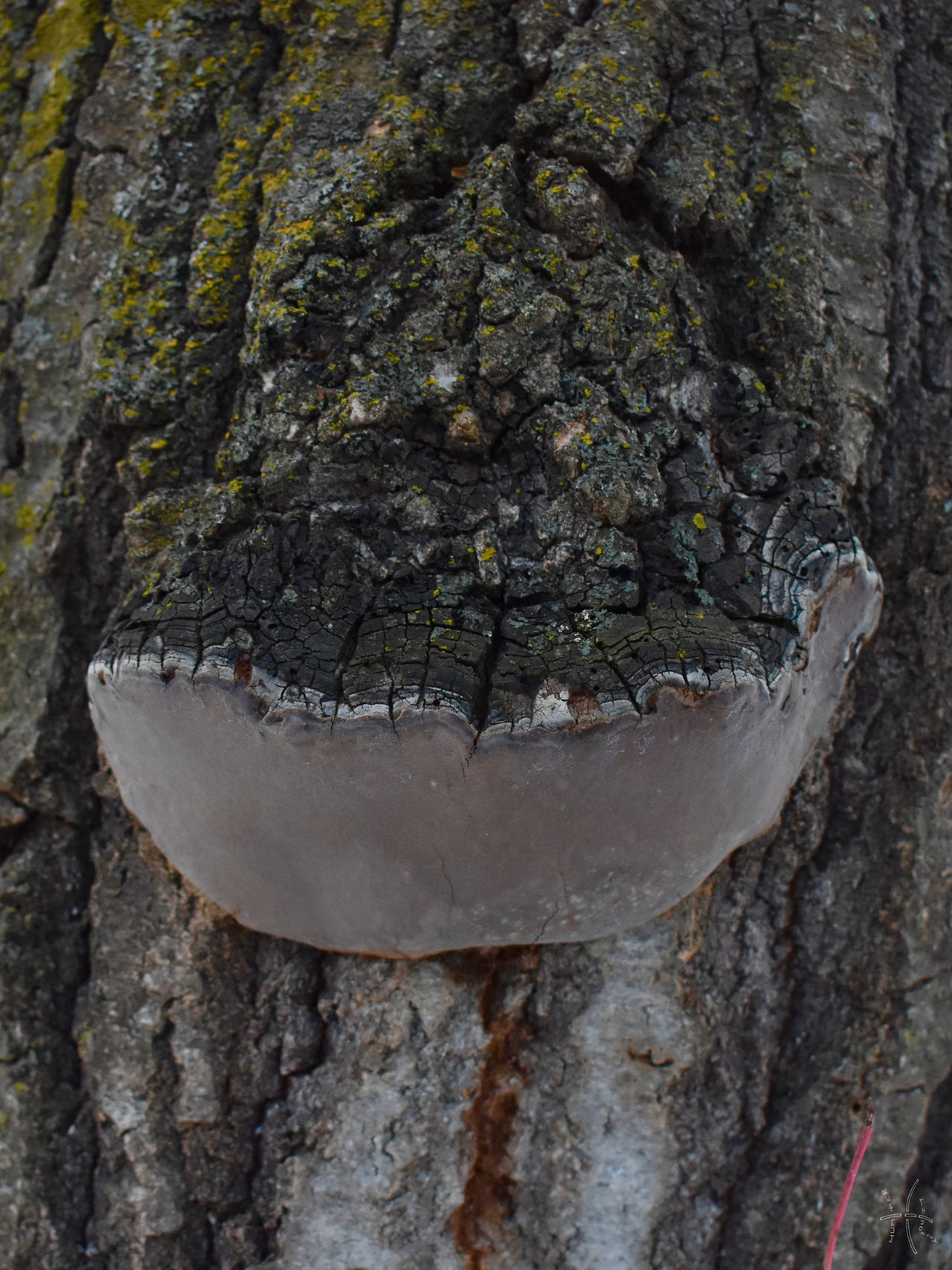 Phellinius Phellinus tremulae by HLLindsay on DeviantArt