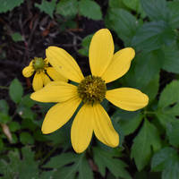 Coneflower