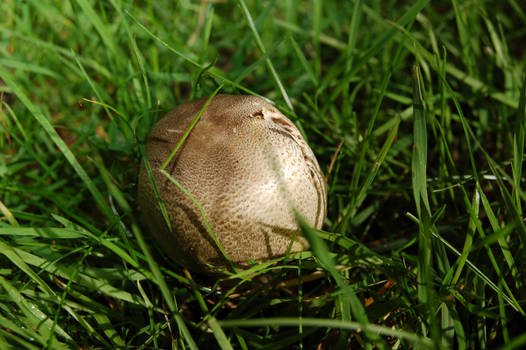 Solitary Mushroom