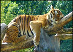 Tiger by Londonbaby