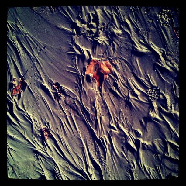 leaf on beach sand 1