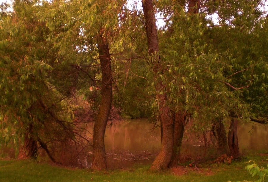 Trees by the Pond