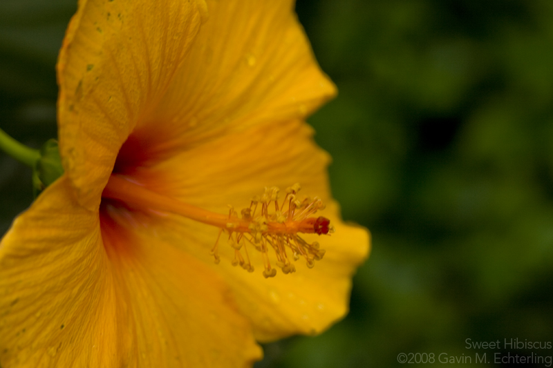 Sweet Hibiscus