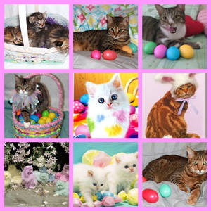 Easter Cats