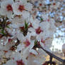 FLORES DE ALMENDRO Y CAPULLOS