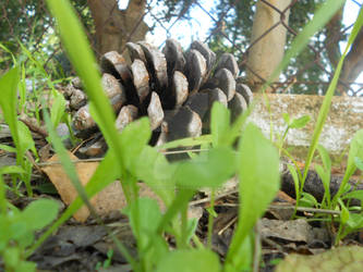 View of a Conifer cone