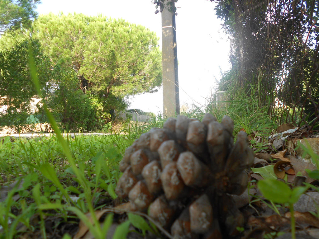 View of the Conifer cone