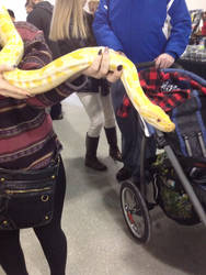 Albino Burmese Python