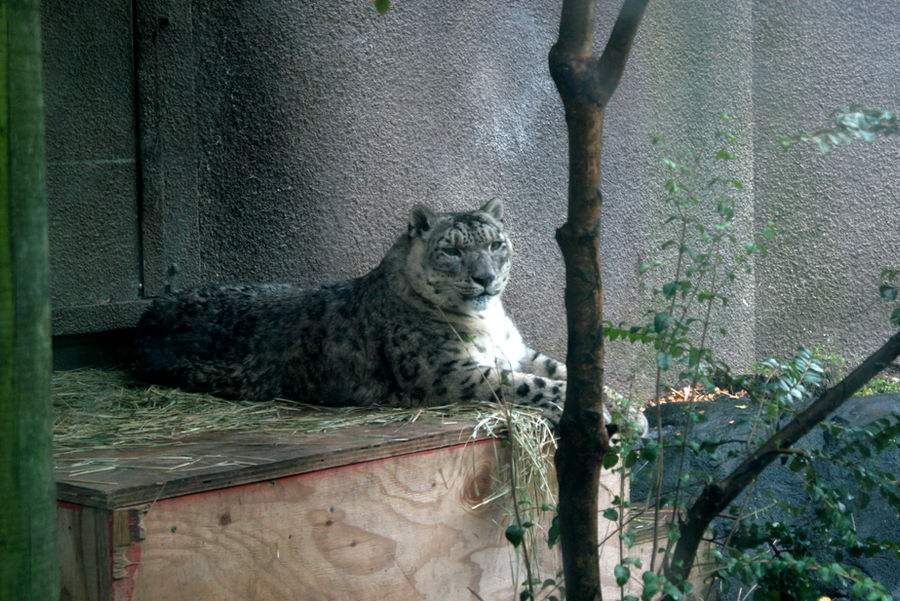 My moment with a Snow Leopard