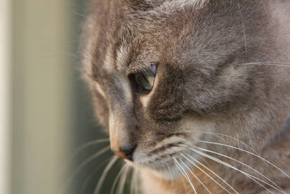 Cat up close