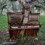 The Old Piano Tree