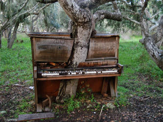 The Old Piano Tree