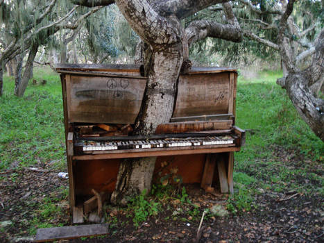 The Old Piano Tree