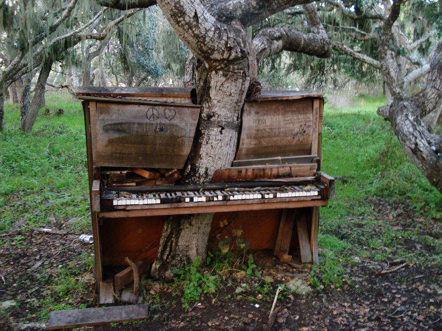 The Old Piano Tree by Crackoala