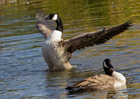 Canada Goose Flap