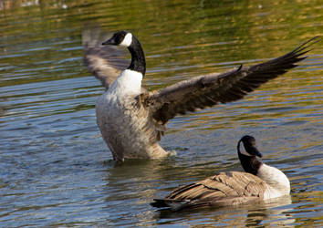 Canada Goose Flap