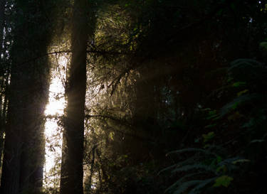 Forest and Light