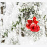 red and snow