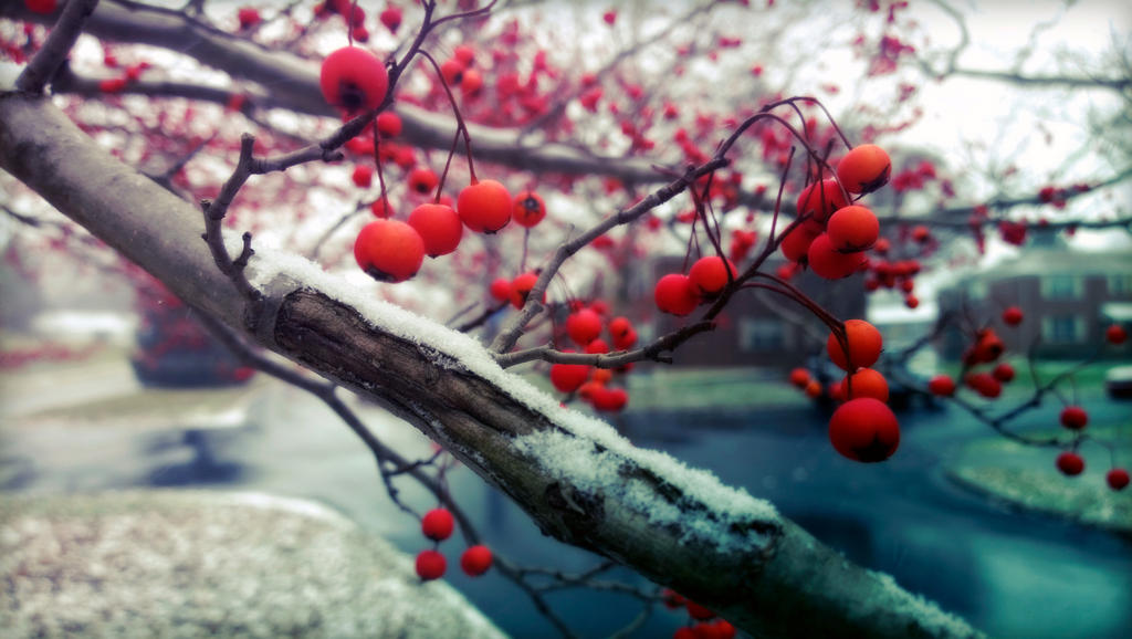 the first bit of snow