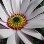 Osteospermum sunshine