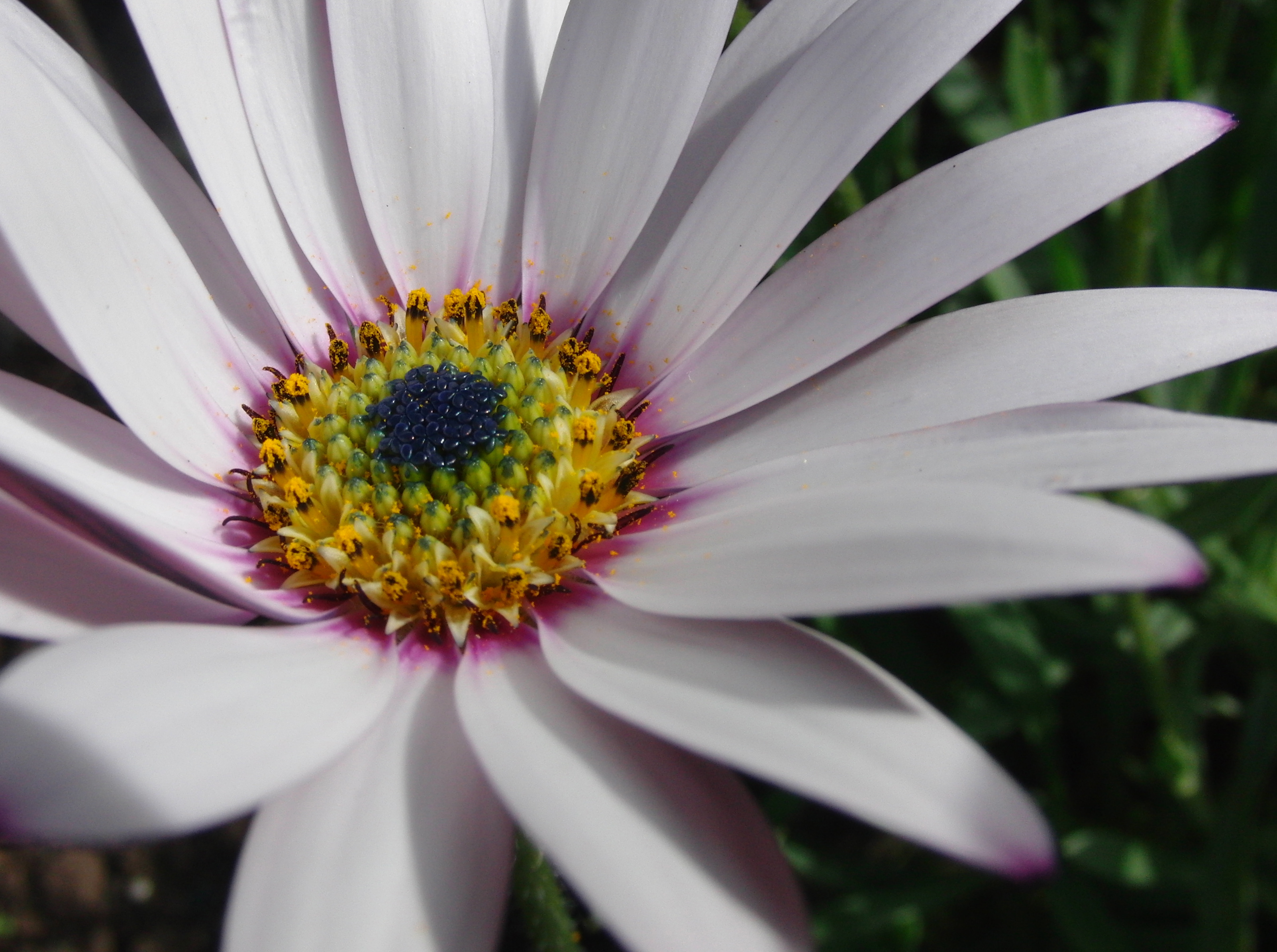 Osteospermum sunshine