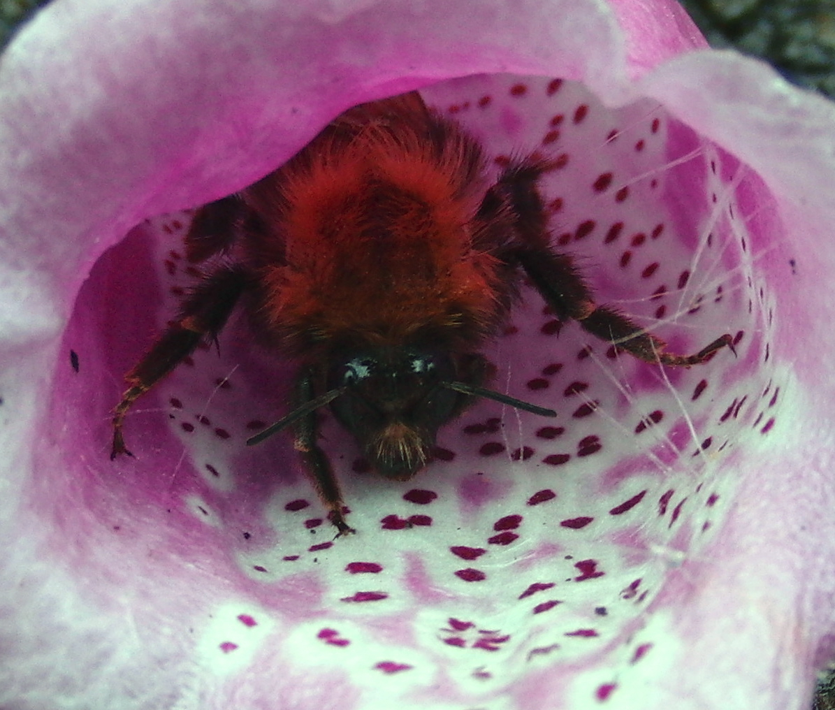 Sheltering Bee