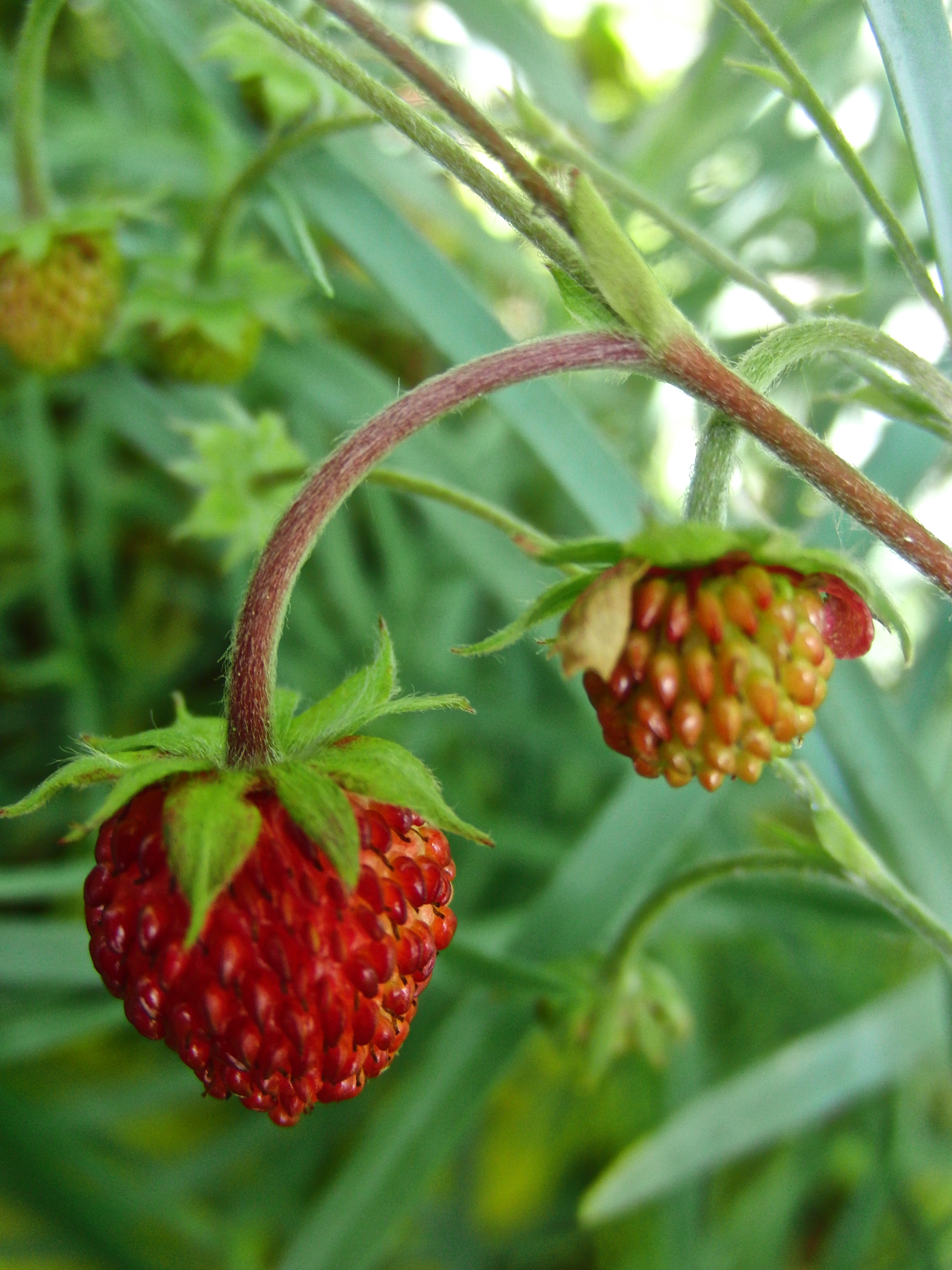 Alpine Berries