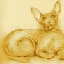 Sphynx