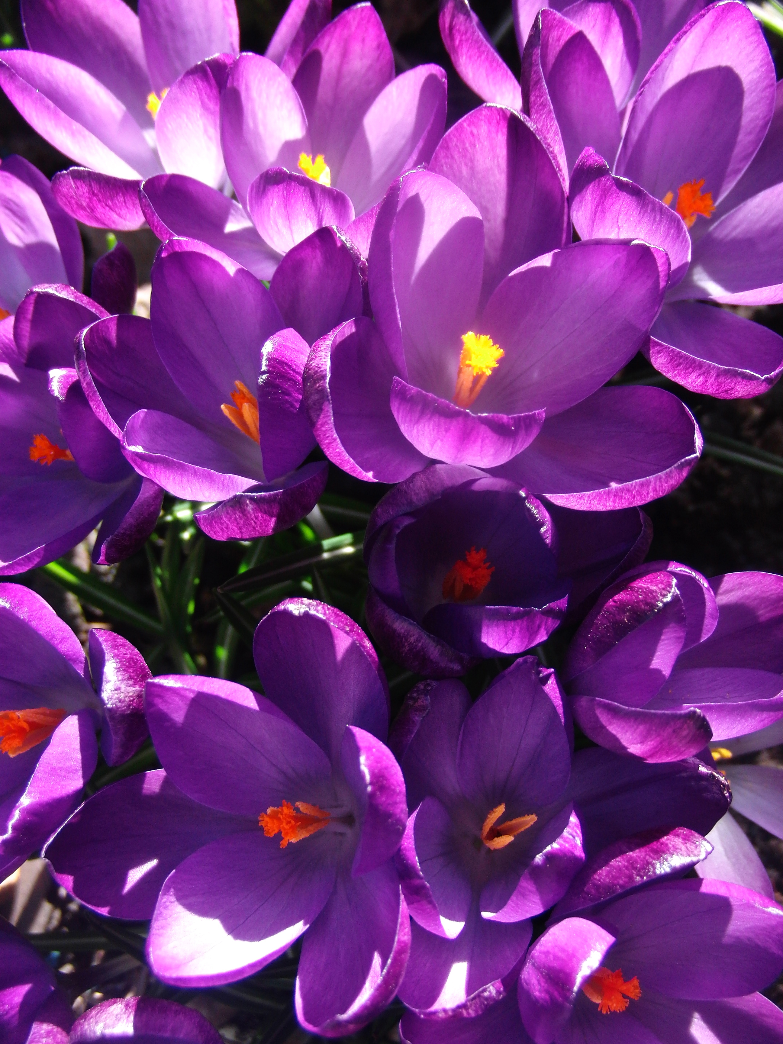 Crocii