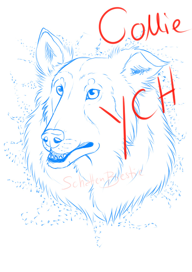 YCH Collie_CLOSED