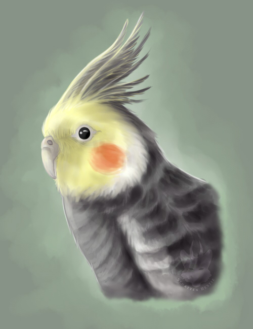 Cockatiel